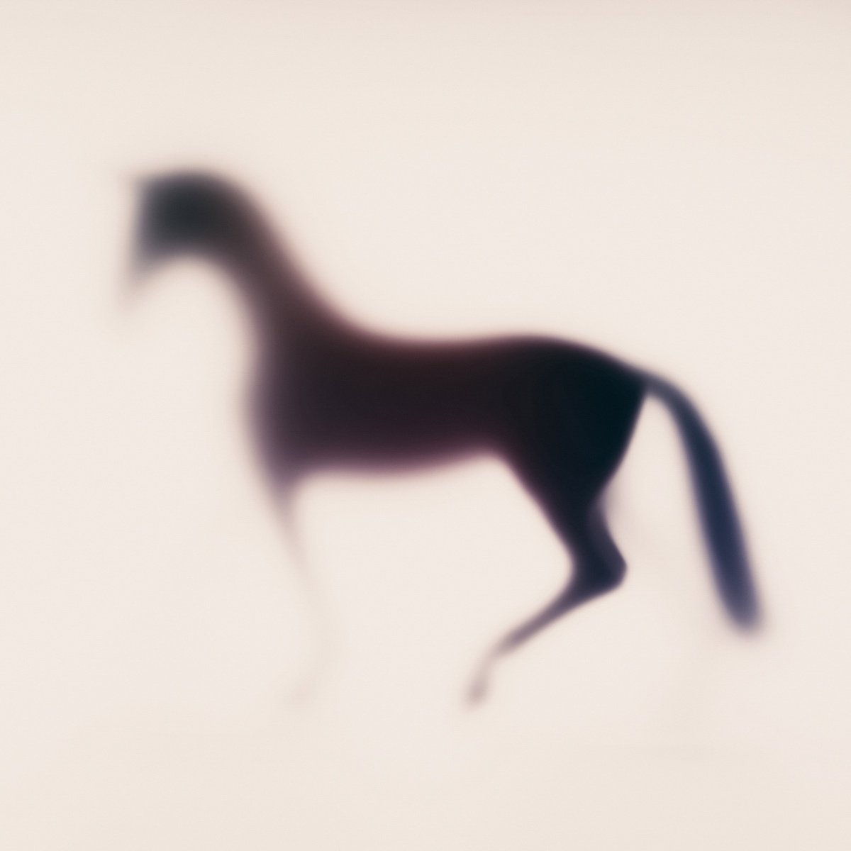 Abstract Animal Photograph By Sven Pfrommer, 39 X 39", Wild Lens - Horse Xxiv, Original Artwork