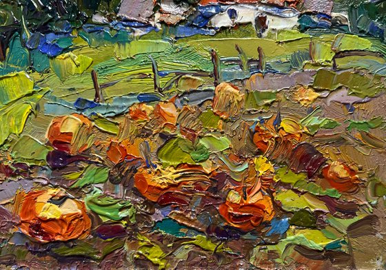 There are pumpkins growing