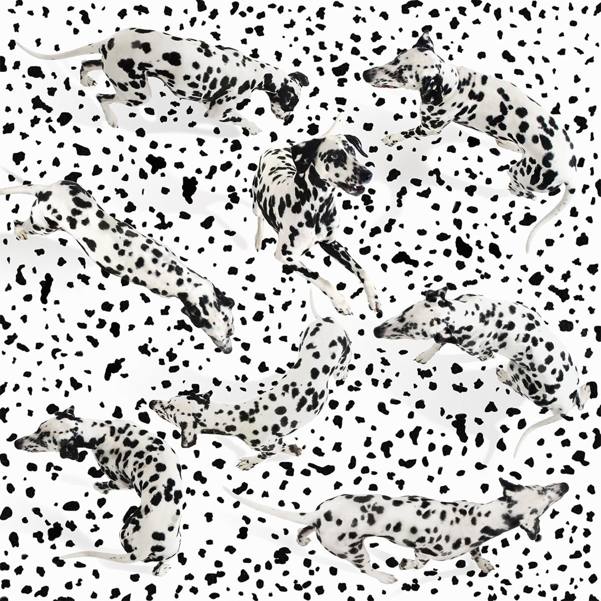 Joy of Dots by Gandee Vasan
