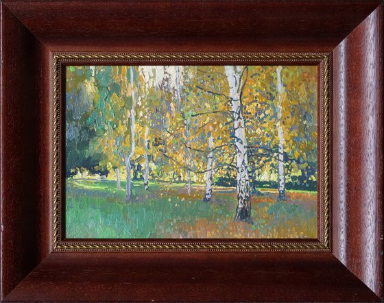 Birch trees at sunset in September