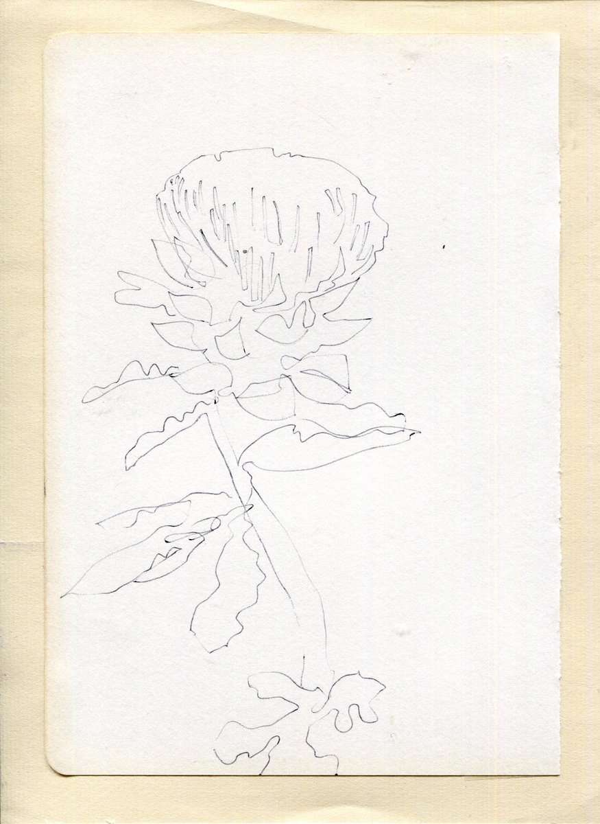 Thistle pen  drawing sketch by Hannah Clark