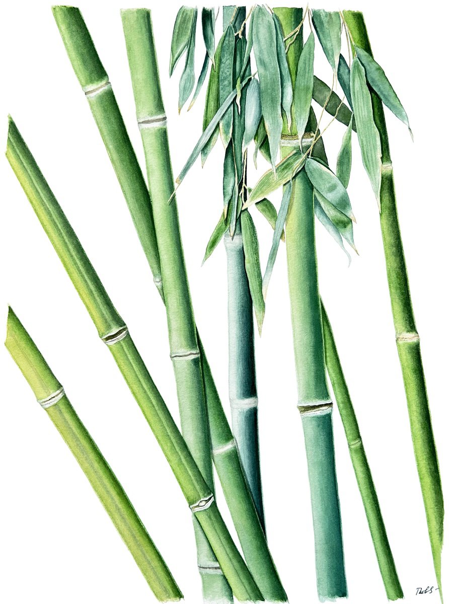Photorealistic Botanical Watercolour By Tetiana Kovalova, 12 X 16", Calming Bamboo, Original Artwork