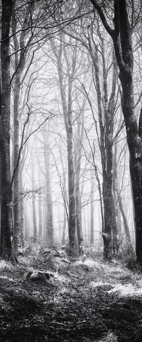 Misty Woodland by Paul Nash