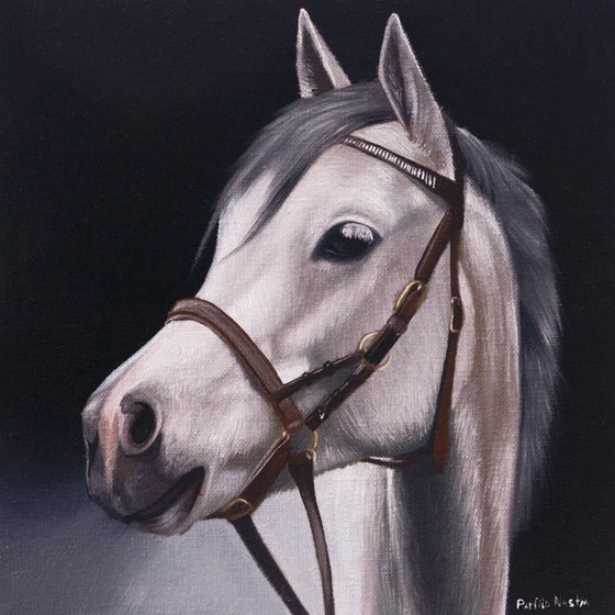 Horse Portrait 71