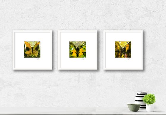 Beautiful Butterflies 5