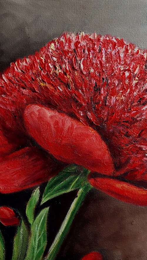 Bloom red Peony by Ira Whittaker