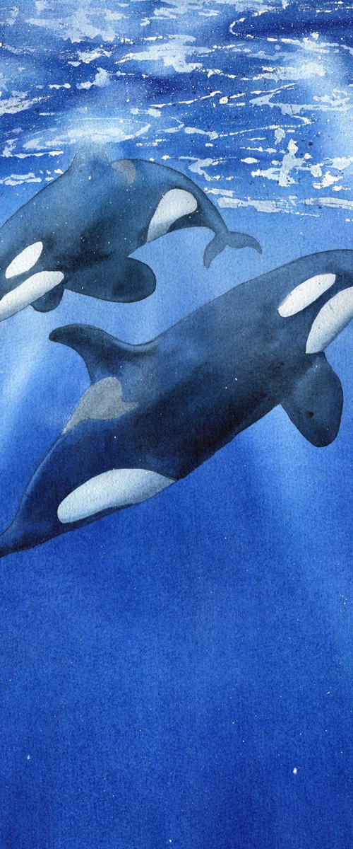 Two killer whales underwater. Original artwork. by Evgeniya Mokeeva