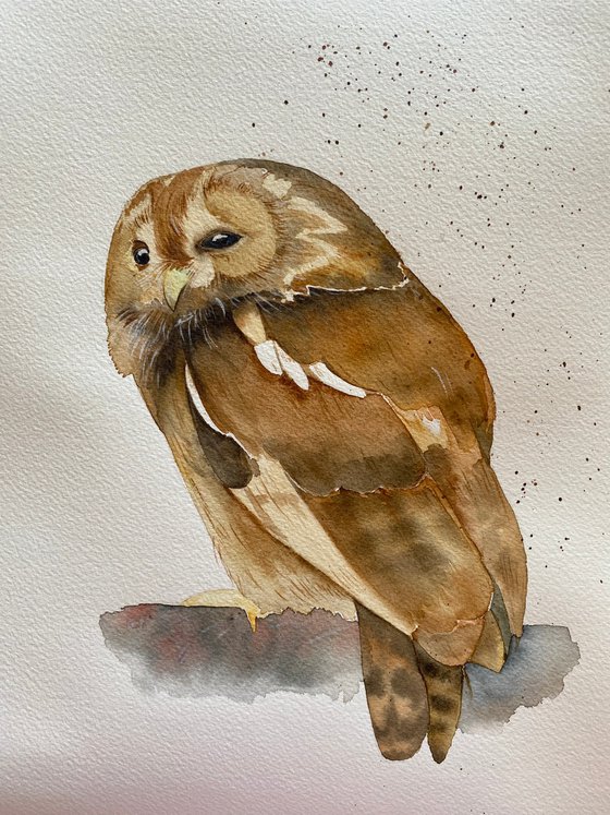 Tawny owl watercolour painting