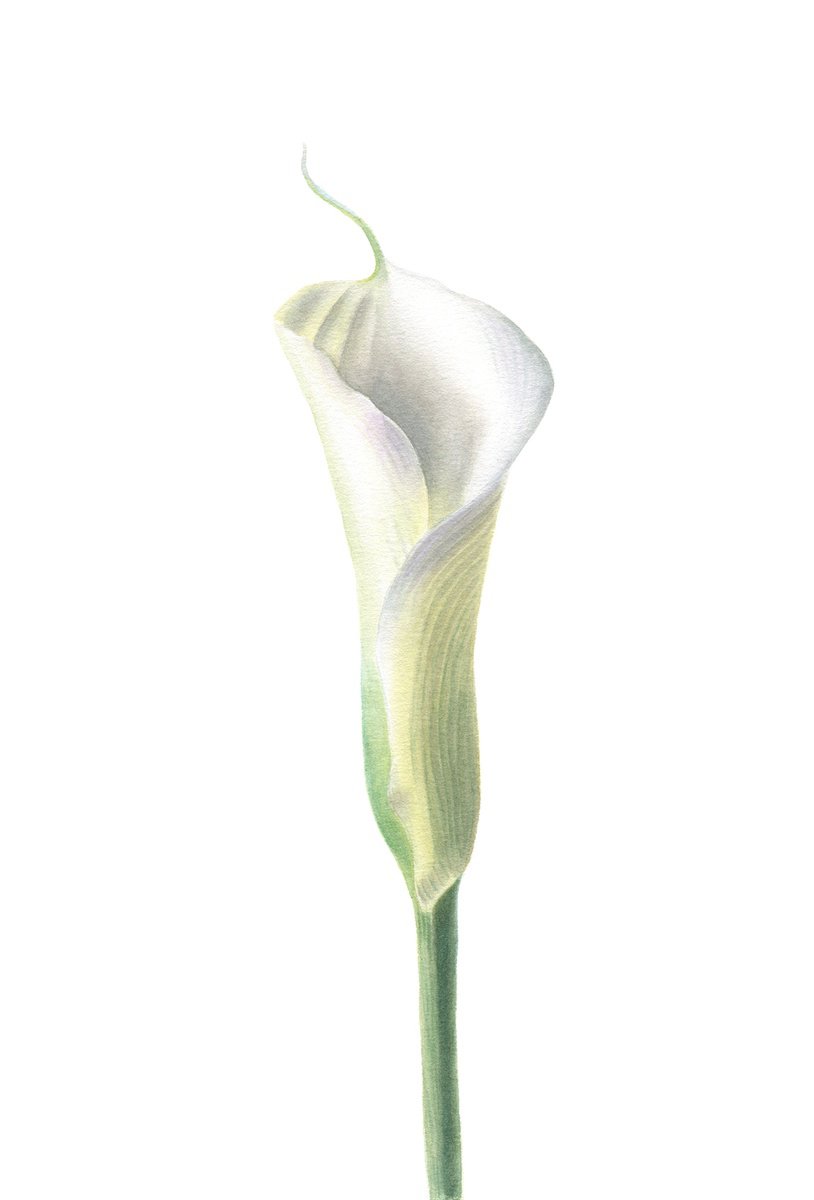 Photorealistic Botanical Watercolour By Maryna Vozniuk, 7 X 11", White Calla Lily, Original Artwork
