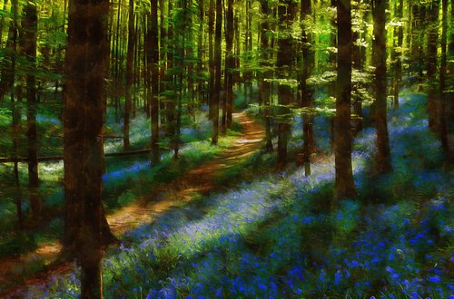 Bluebells 4 by Alistair Wells