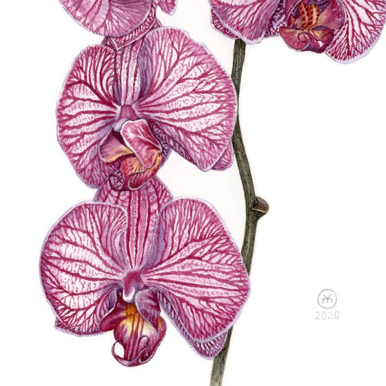 Purple Orchid