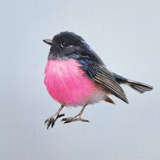 Pink Robin