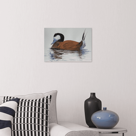 Rosse stekelstaart Ruddy Duck