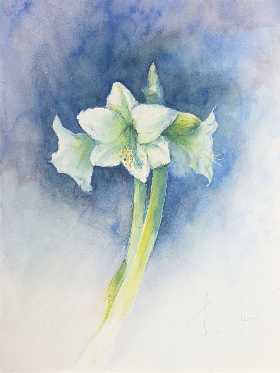 AMARYLLIS WHITE original watercolor 40x30 2018.051 by Beata van Wijngaarden