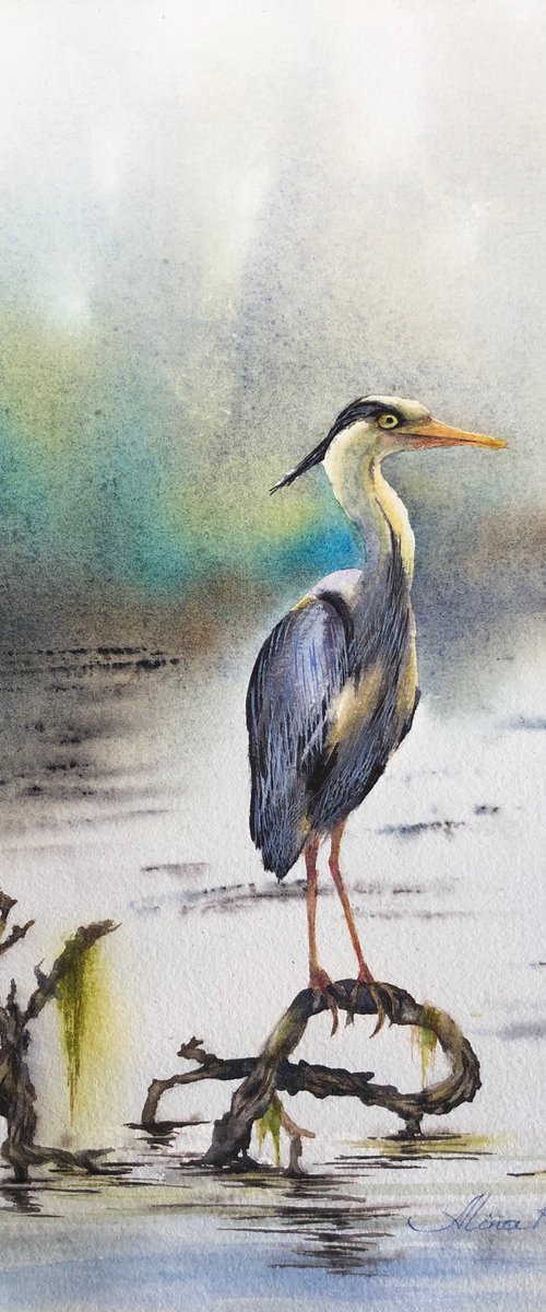 Grey heron standing in a river by Alina Karpova