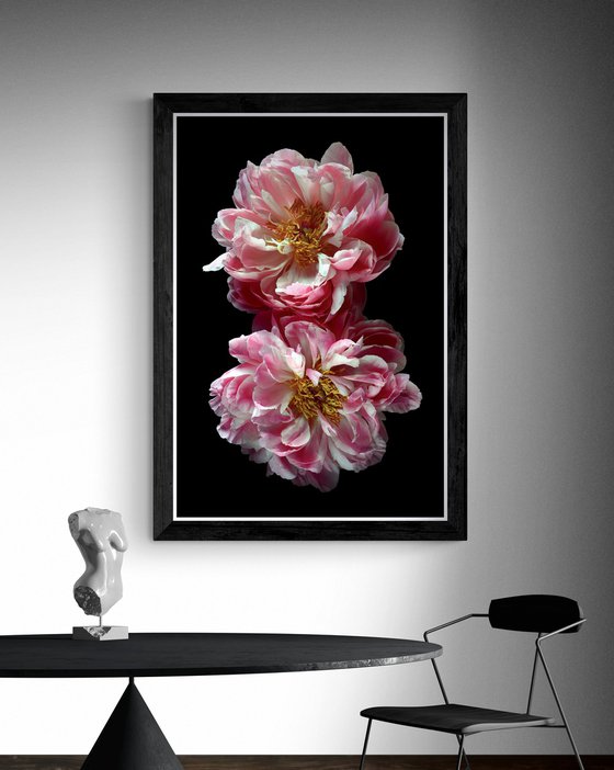 Two Pink Peonies