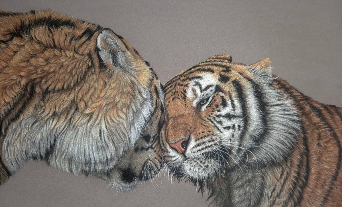 Photorealistic Animal Pencil Drawing By Silvia Frei, 16 X 24", Soulmates - Tiger Portrait, Original Artwork