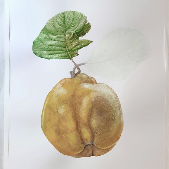 Funny Quince