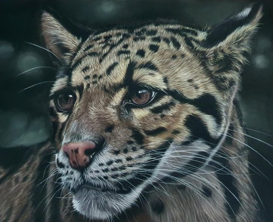 Endangered beauty - pastel portrait of a clouded leopard