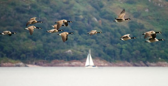 Canada Geese in flight over a loch on the Isle of Mull, Scotland, UK