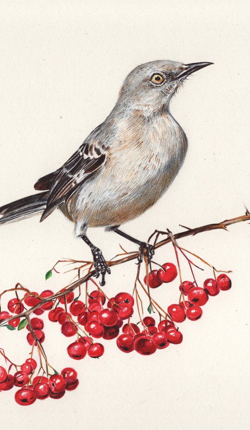 Northern Mockingbird by Daria Maier