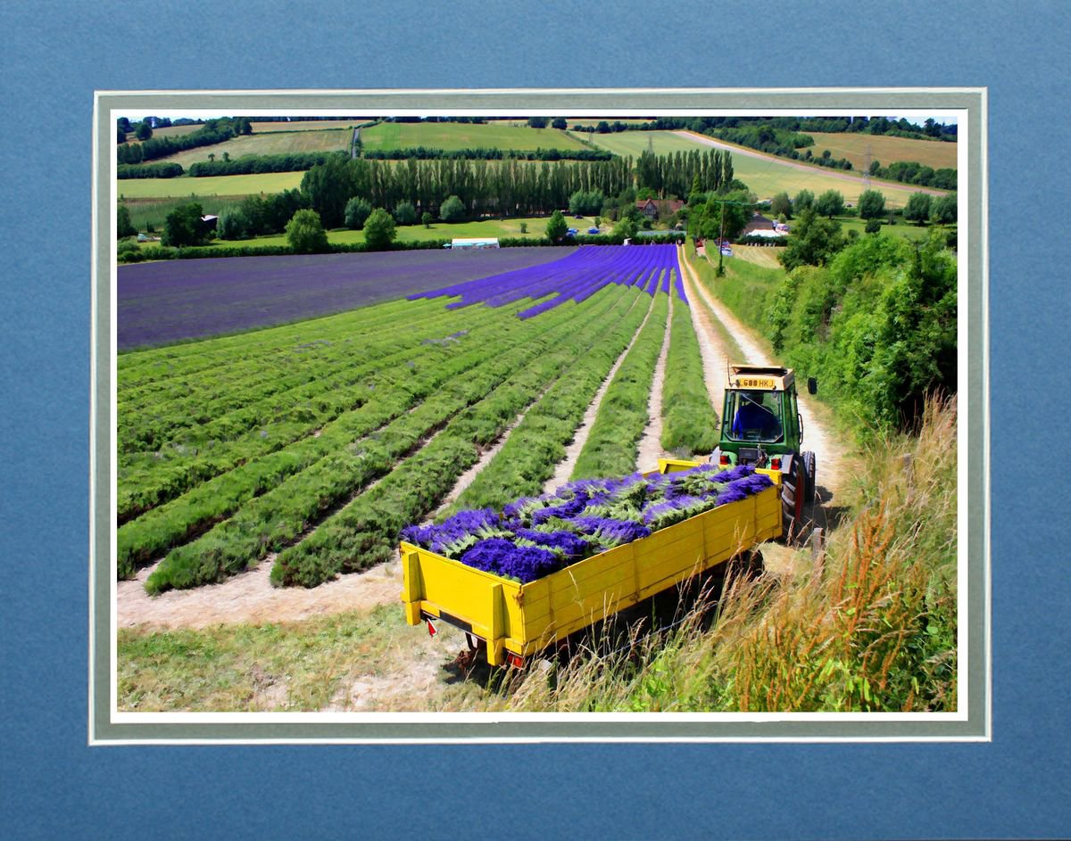 Lavender Harvest by Robin Clarke