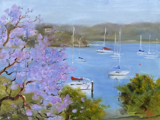 Sydney harbour in jacaranda season