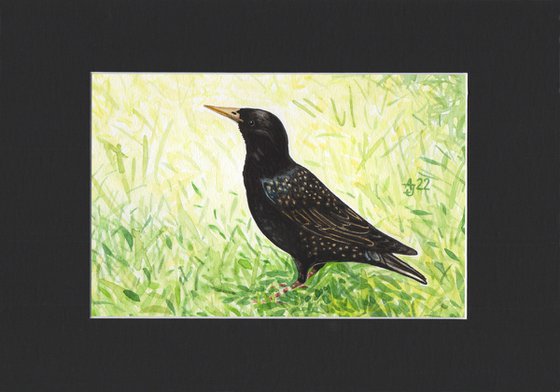 Wild nature - starling