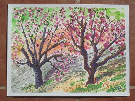 Two almond blossom trees.