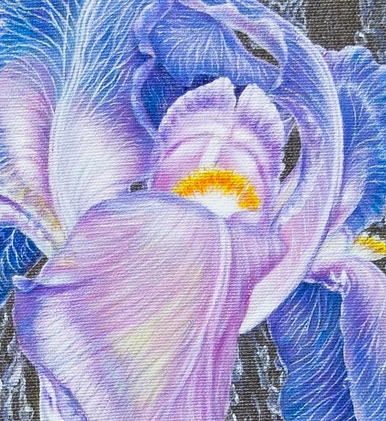 "Iris in Rain Pearls"