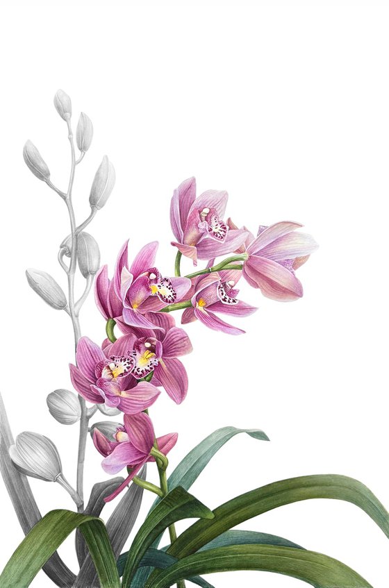 Cymbidium orchid