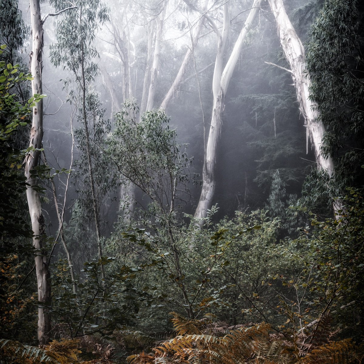 Ghostly Eucalyptus by Paul Nash
