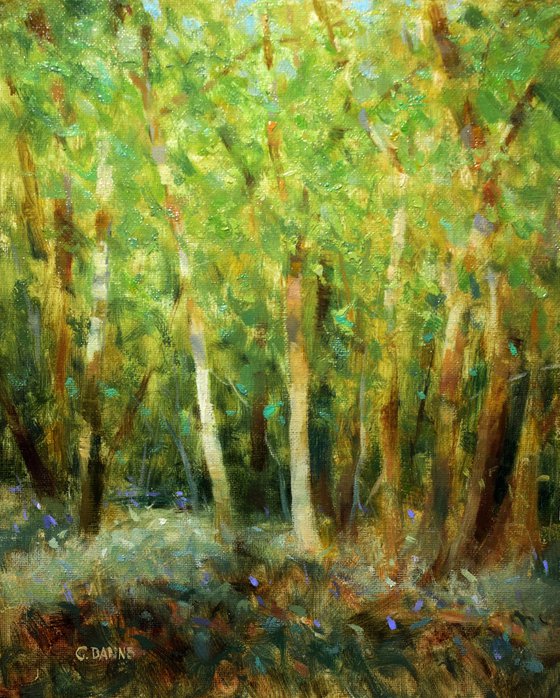 Forest with birch trees