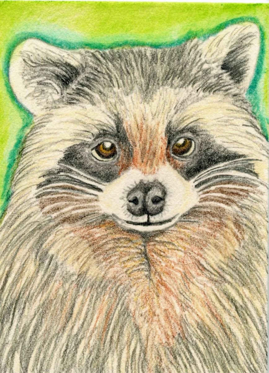ACEO ATC Original Colored Pencil Art-Raccoon Wildlife-Carla Smale by carla smale