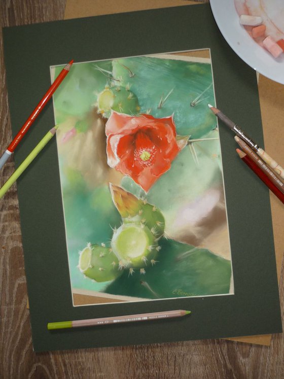 Prickly Pear flower. Pastel