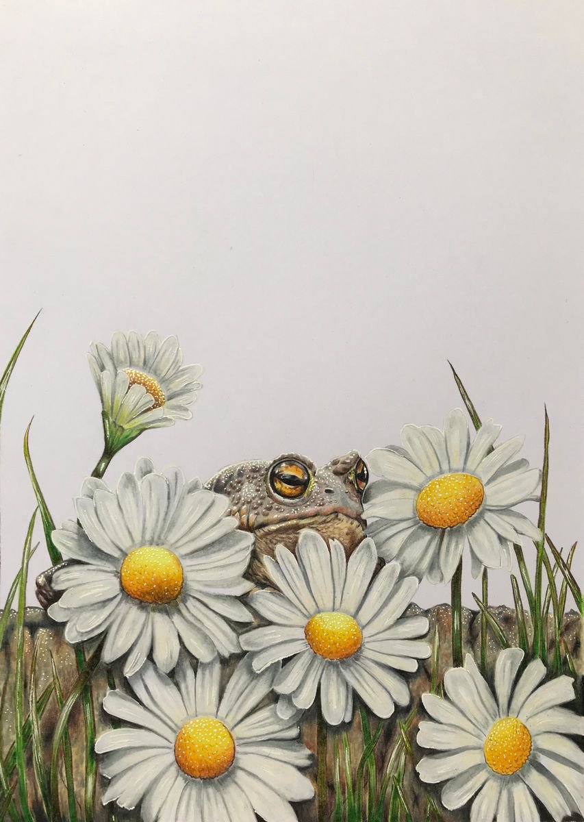 Pencil Drawing , Hiding In Plain Sight By Karen Elaine Evans, 11 X 14, Artwork For Sale On Artfinder