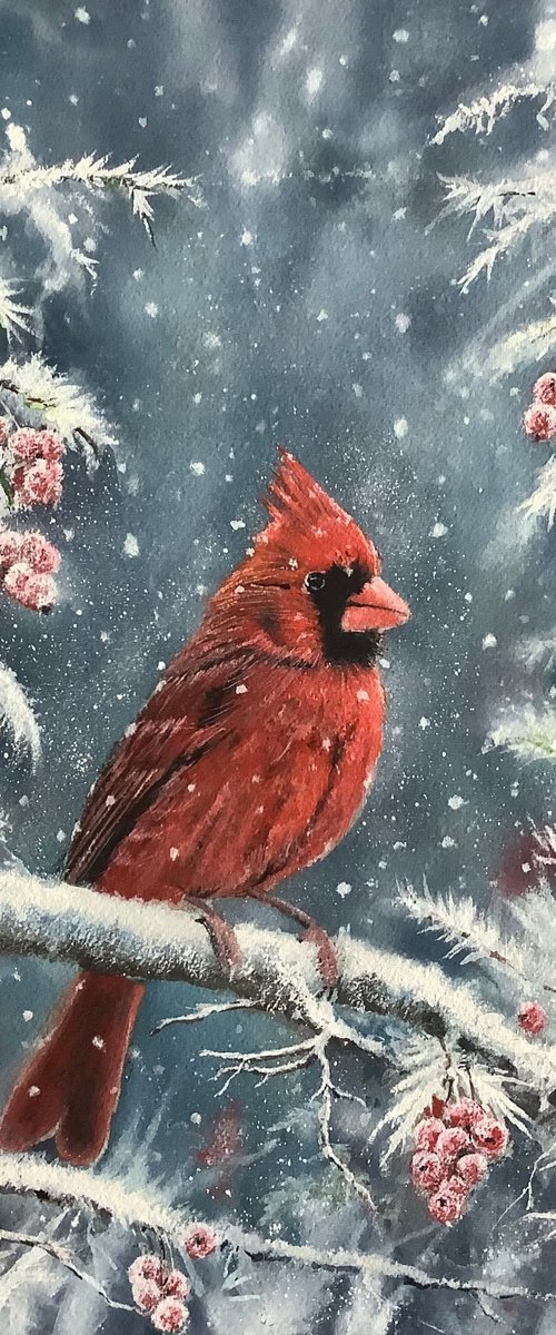 Red Cardinal by Darren Carey