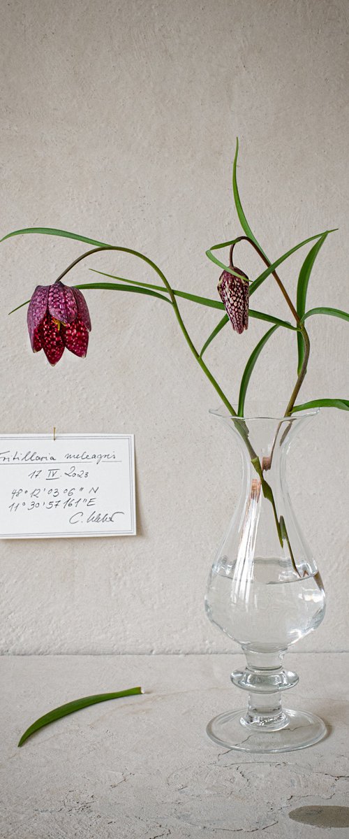 Fritillaria meleagris by Cornelia Weber