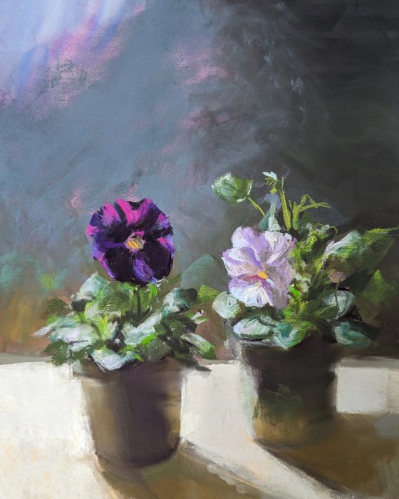 Pansies