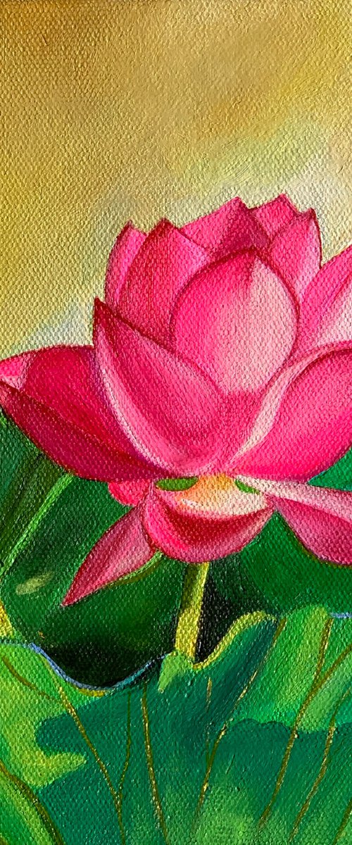 Sunkissed pink lotus! by Amita Dand