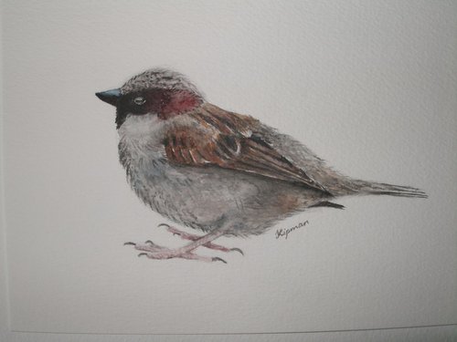 House Sparrow (3) by Kamila Lipman