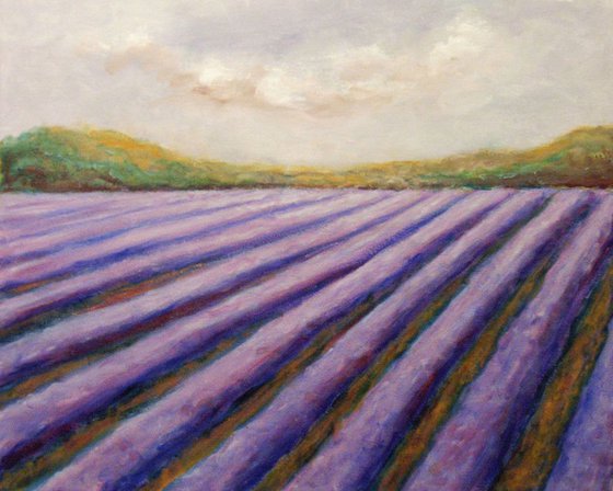 Lavender field