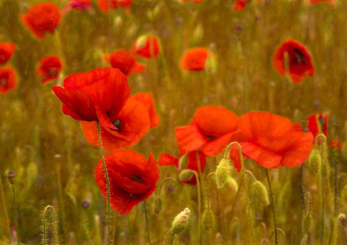 Poppies... by Martin  Fry