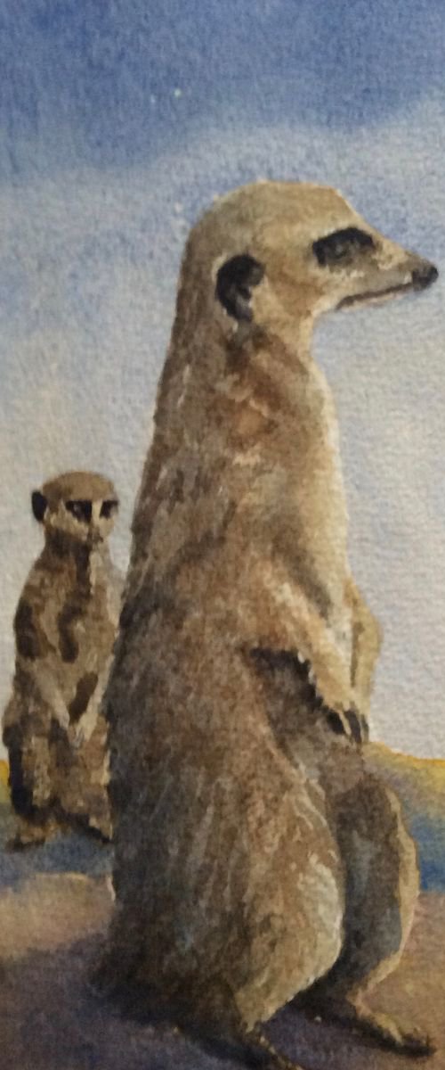 Meerkats by David Mather