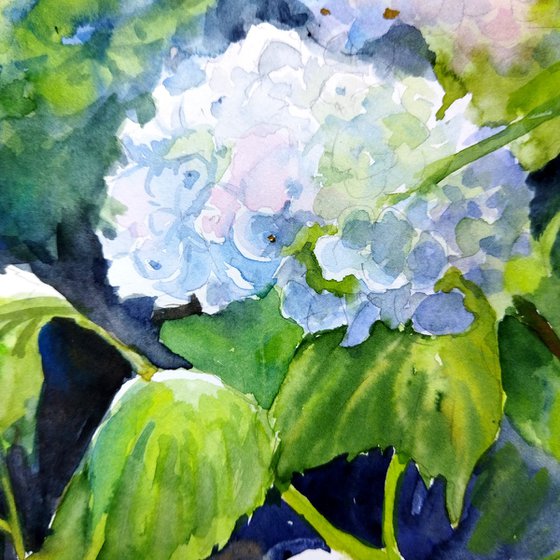 White Hydrangeas flowers