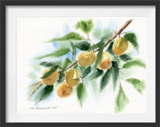 Apricots watercolor original art fruit on the tree medium decor for busines art gift for her