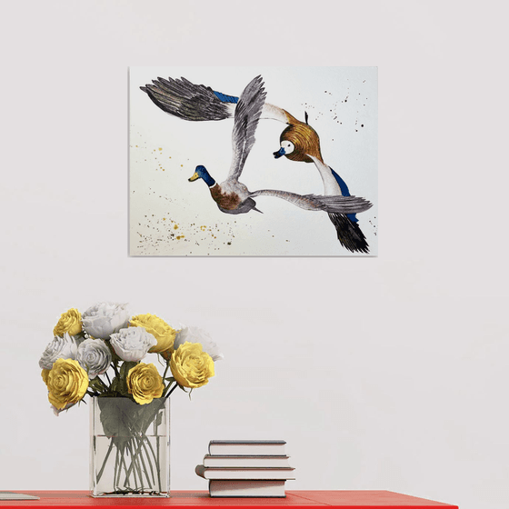 A pair of wild ducks in flight