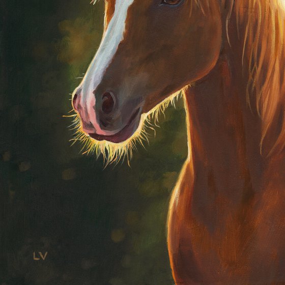 Brown horse portrait at sunset