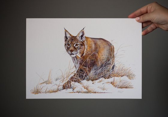 Eurasian Lynx