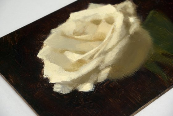 White rose
